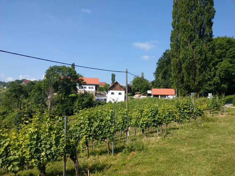 A look at the vineyards in Berghausen, Southern Styria, Austria